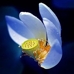 强强联手 Netflix正在制作《生化奇兵》电影